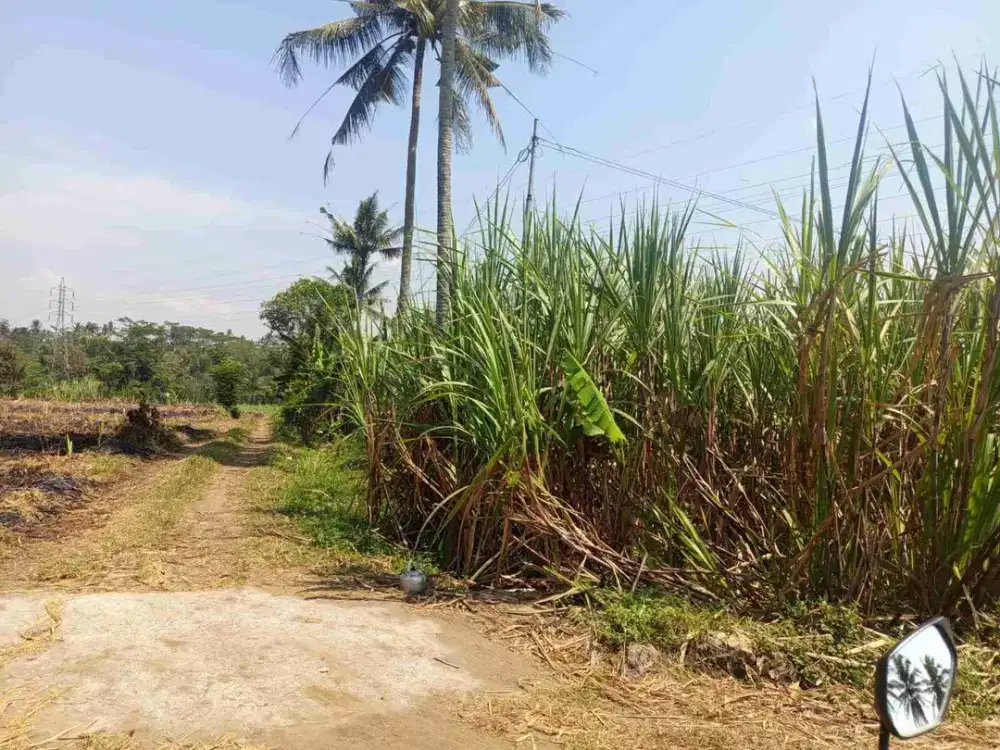 LAHAN TEBU PRODUKTIF KEPANJEN MALANG