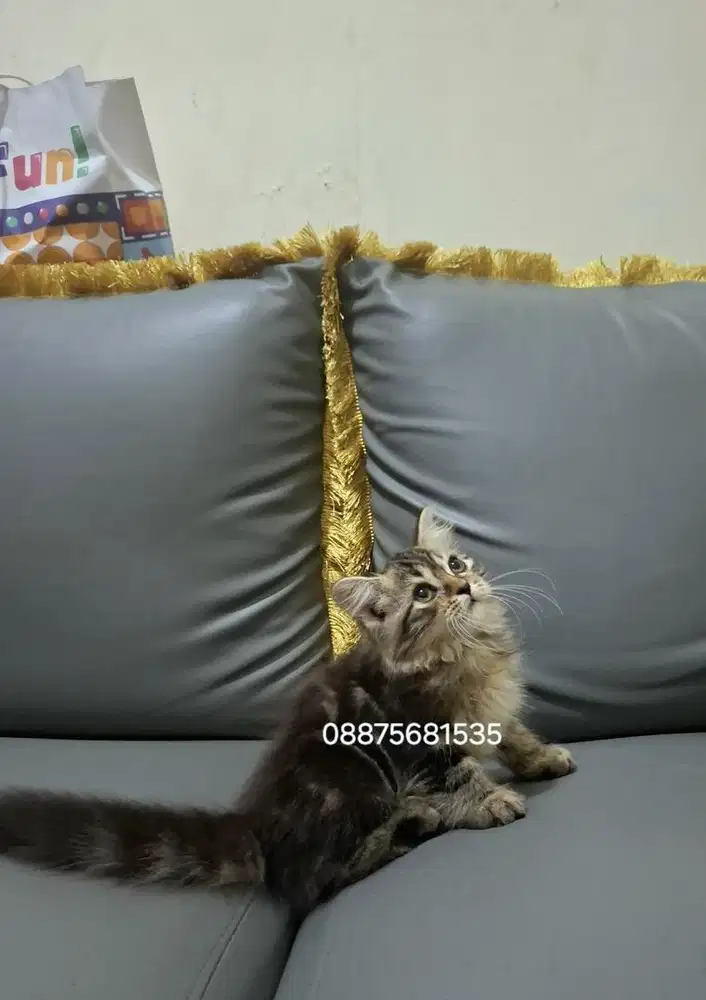 Kitten persia marbel