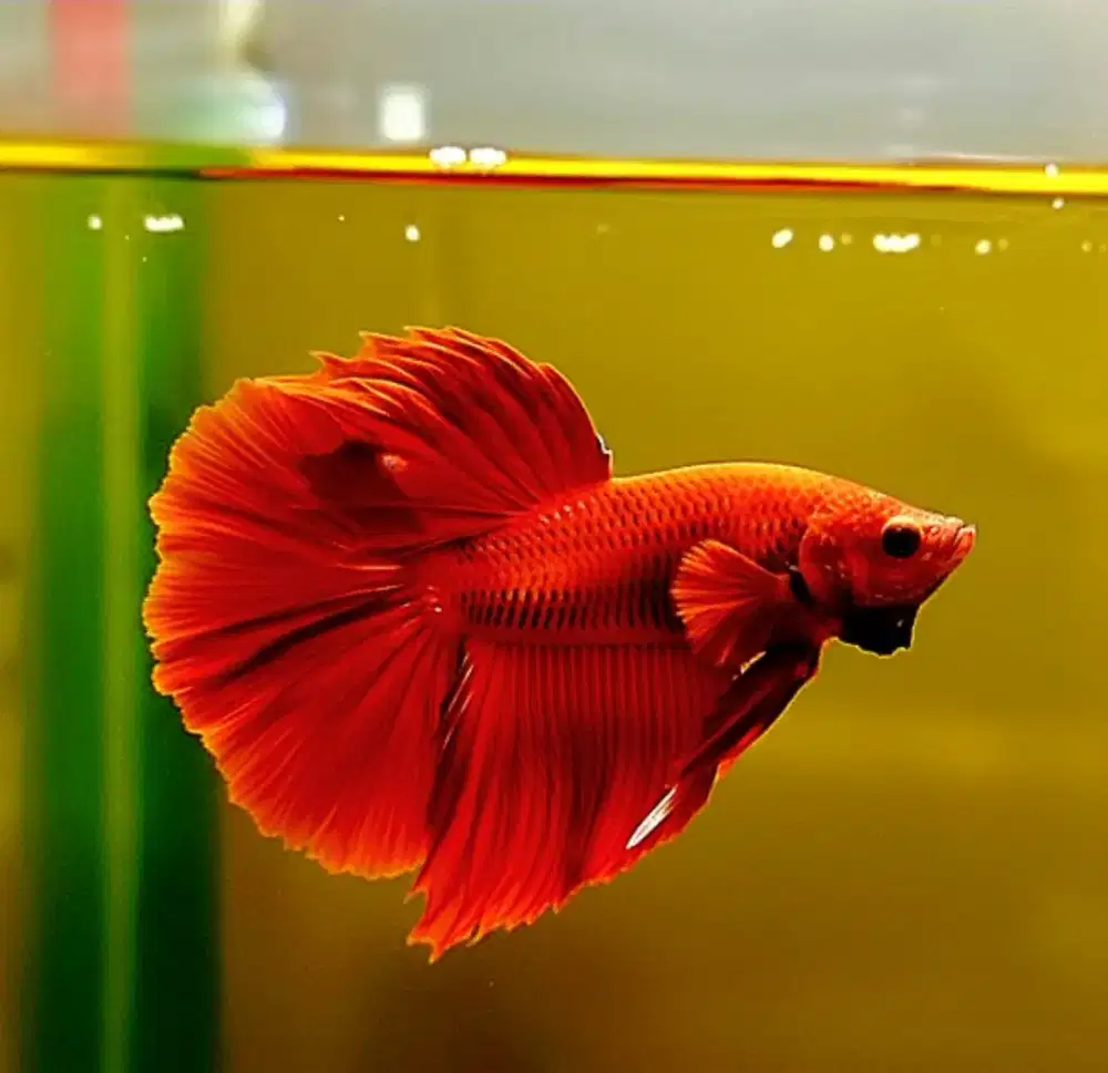 10 ekor ikan cupang halfmoon super red