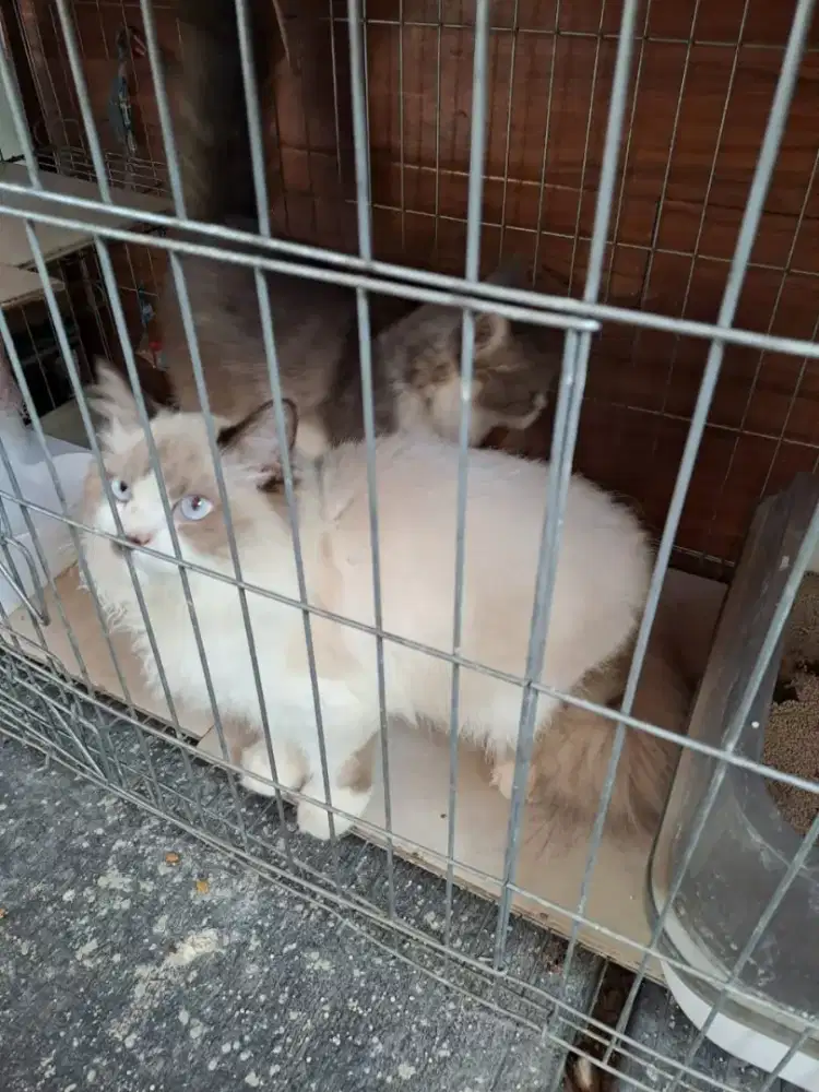 Kucing Ragdoll Jantan Bigbone