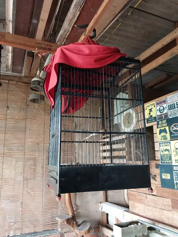 Sangkar nebak burung antep ukuran 40x40 fulset