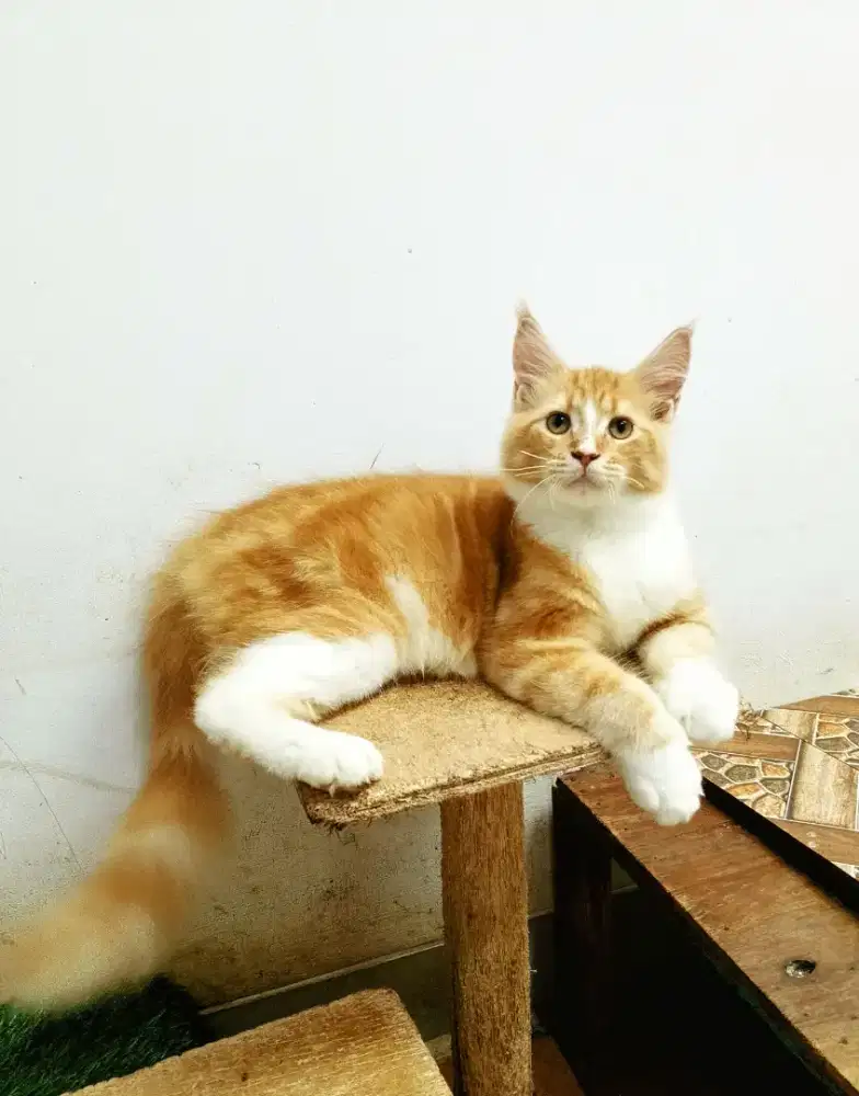 Kitten Mainecoon Betina Pure Bkn mix. Garansi