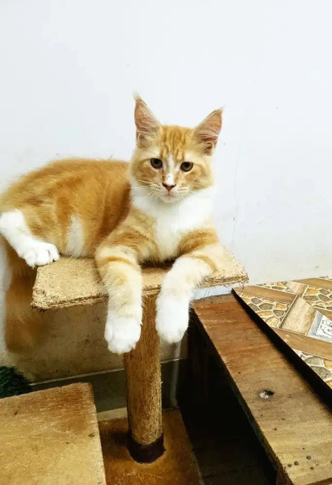 Kitten mainecoon betina pure bkn mix. Induknya ped Cfa mainecoon