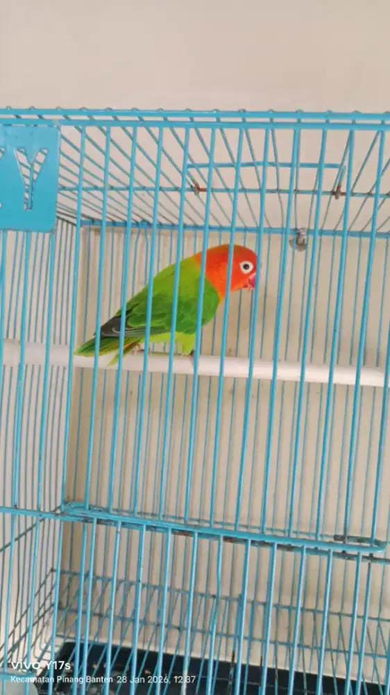 Lovebert dak green biola