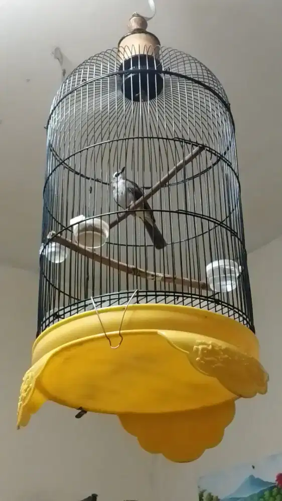 crucuk jatim fs kandang masih baru