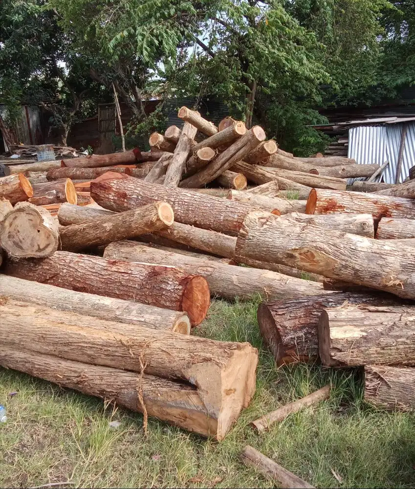 Kayu Jati dan Kayu Mahoni