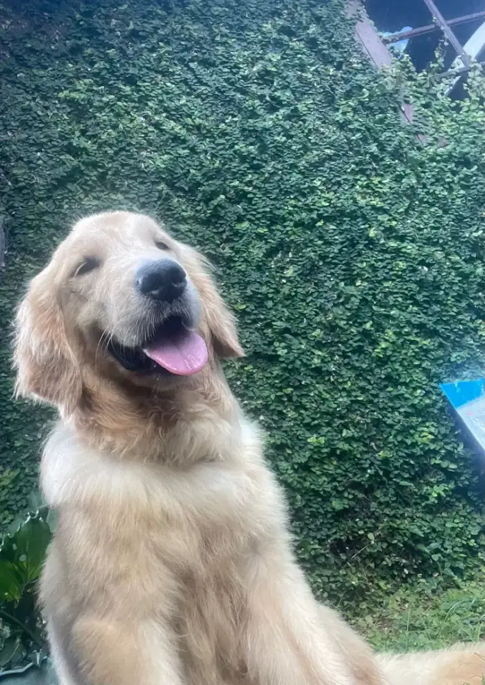 Golden Retriever (Betina)