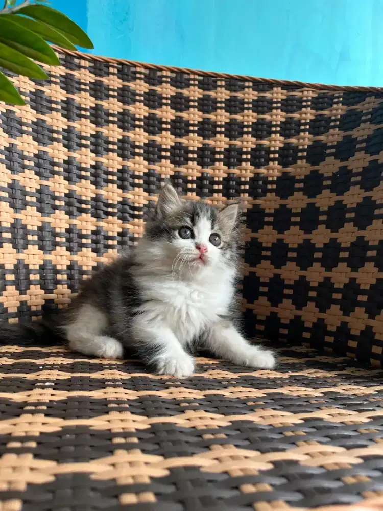 Kucing kitten persia jantan