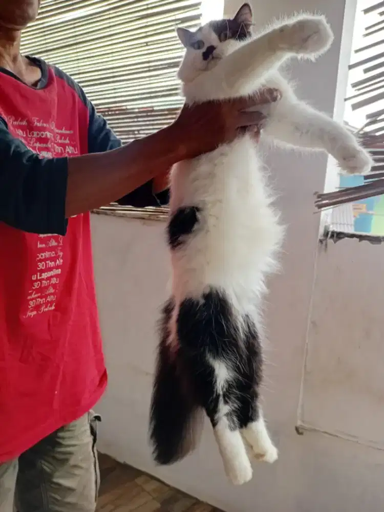 Kucing persia jantan