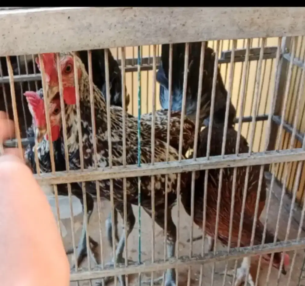 Ayam ketawa sepasang