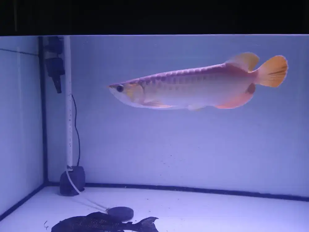 Ikan arwana super red 30 cm