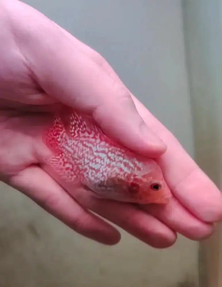 ikan louhan gb cilnong 5cm ikan lohan golden base