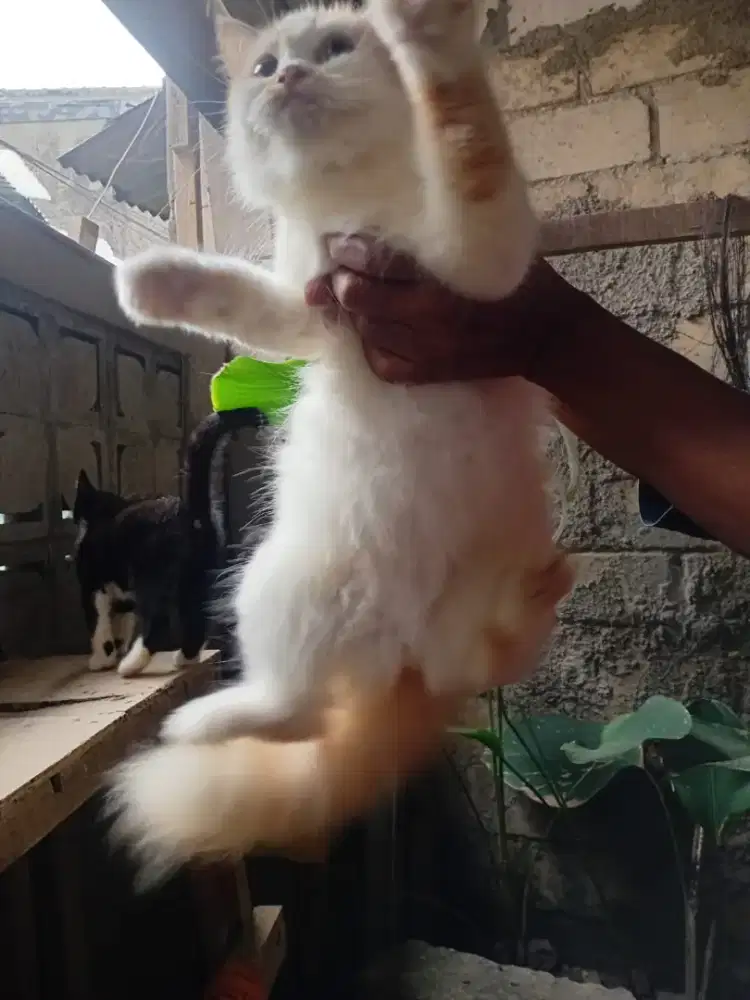 Betina persia medium