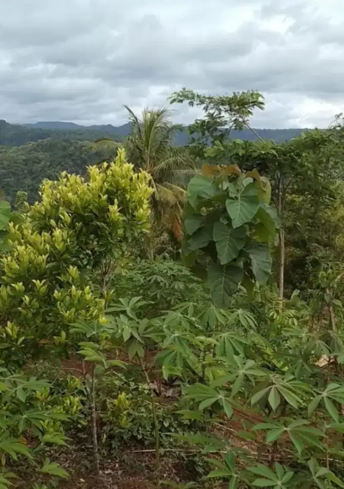 Di jual tanah kebun di desa Cimantan seluas 2072