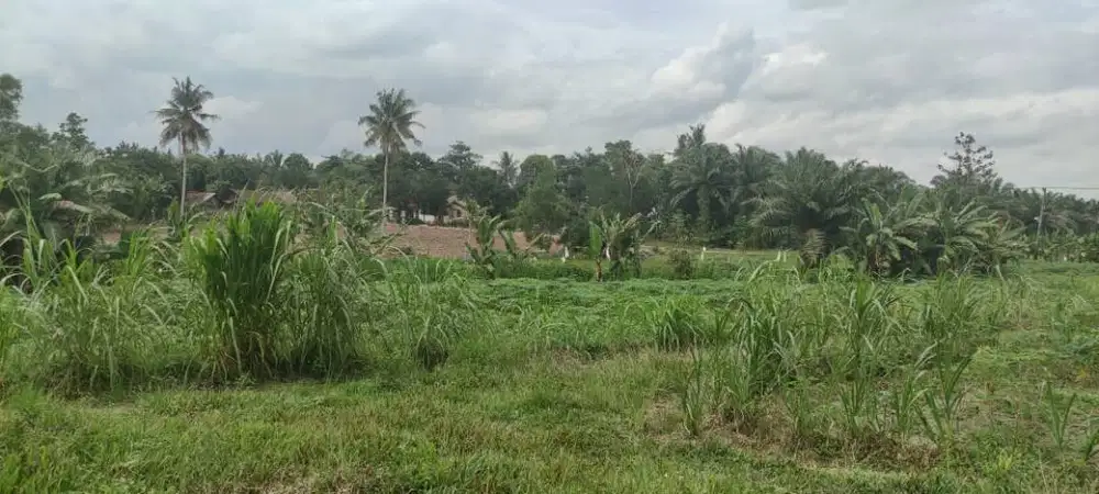 DIJUAL TANAH  4 HEKTAR, RUMBIA, LAMPUNG TENGAH