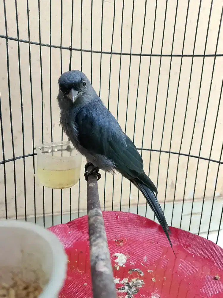 Srigunting Abu SG Abu