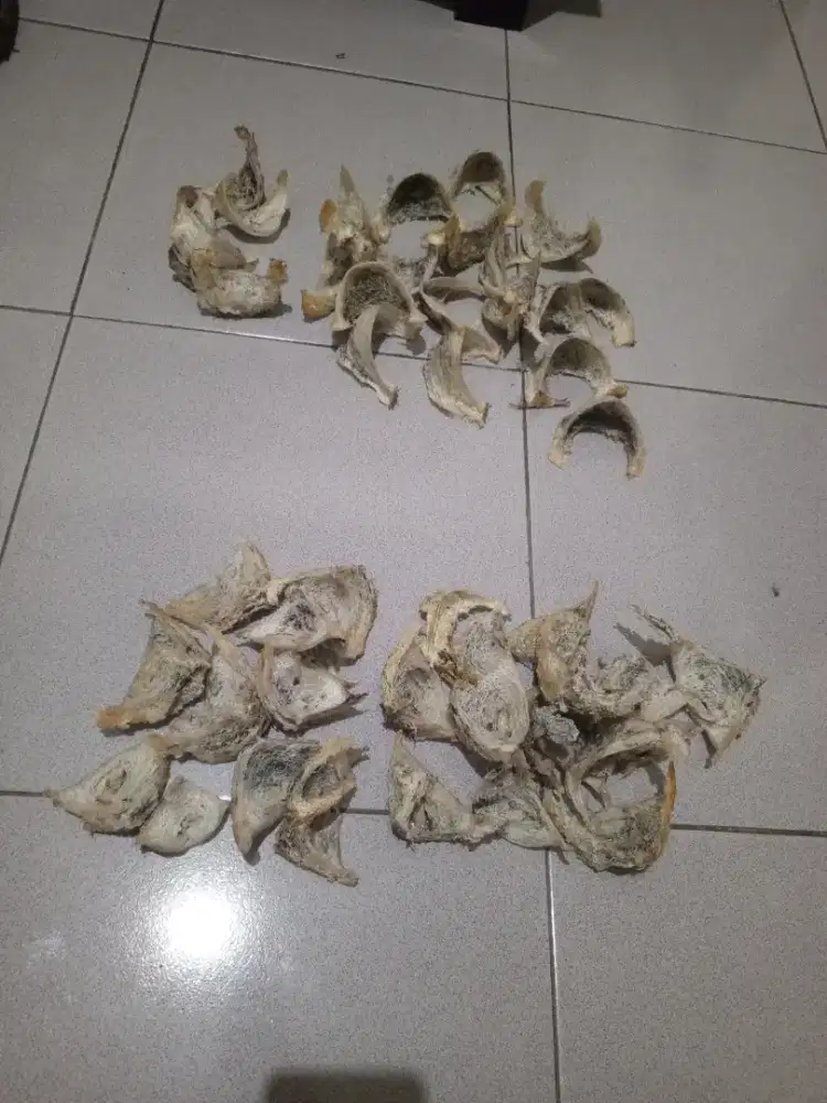 Pembeli sarang burung walet