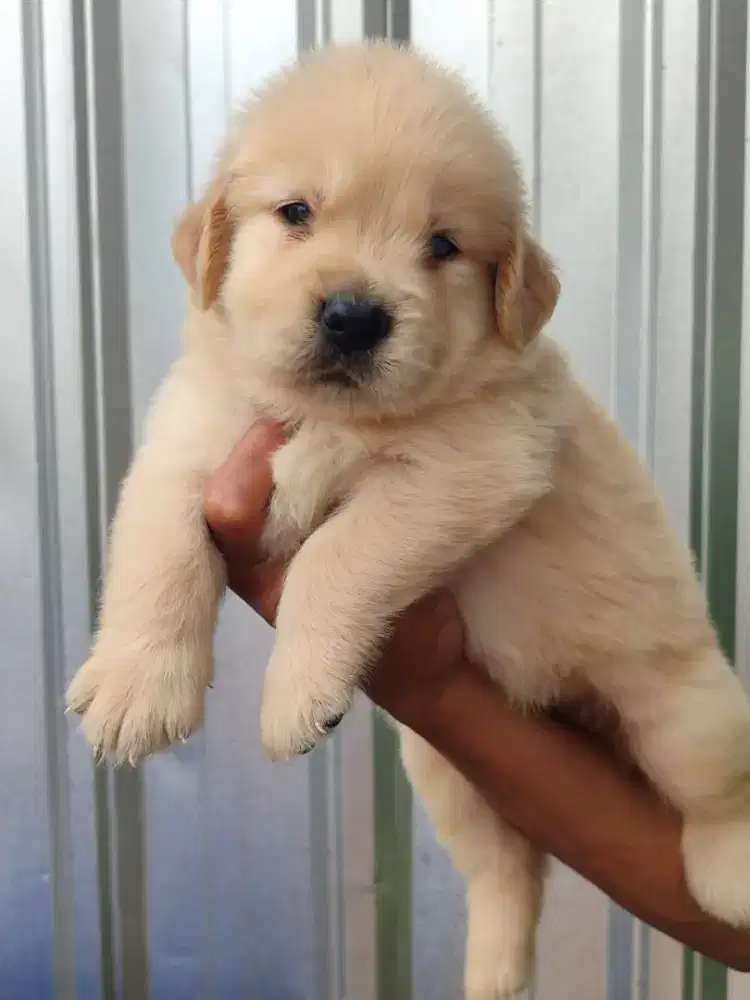 golden puppy betina stb