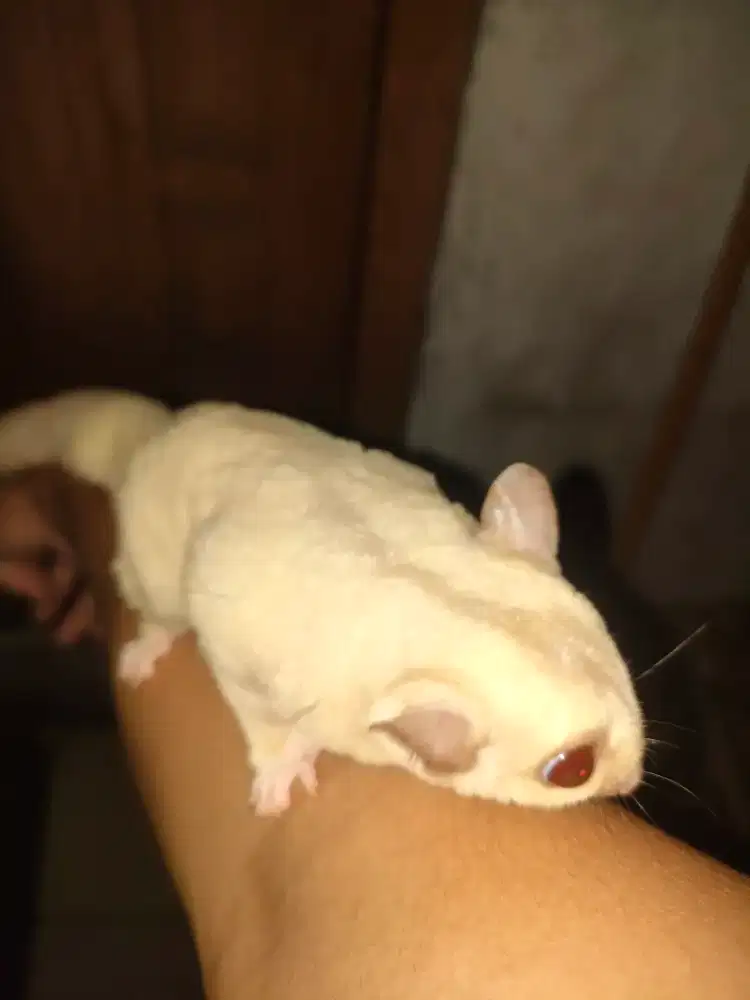 Sugar Glider Creamino Betina