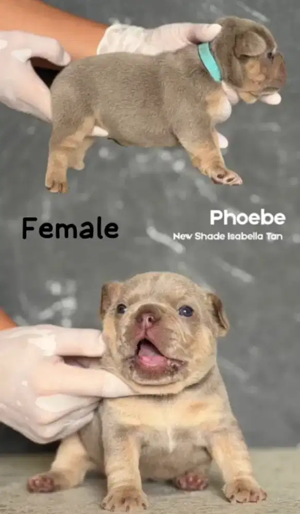 French bulldog isabella