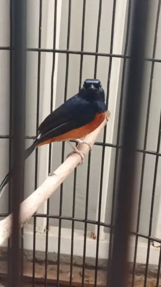 MURAI BATU ASLI  HUTAN