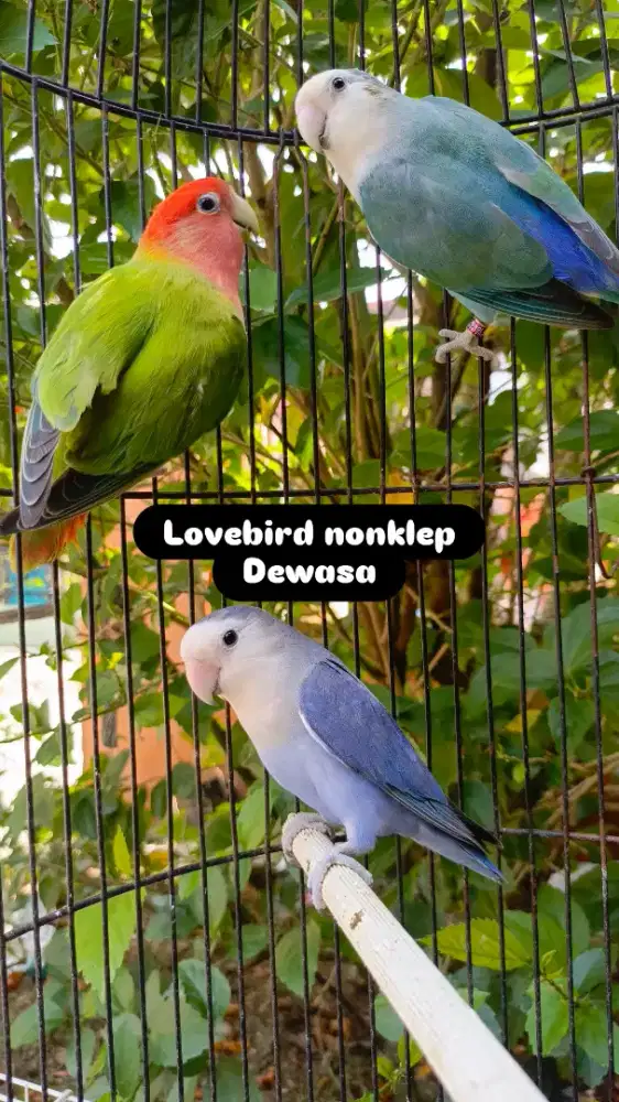 Lovebird nonklep dewasa