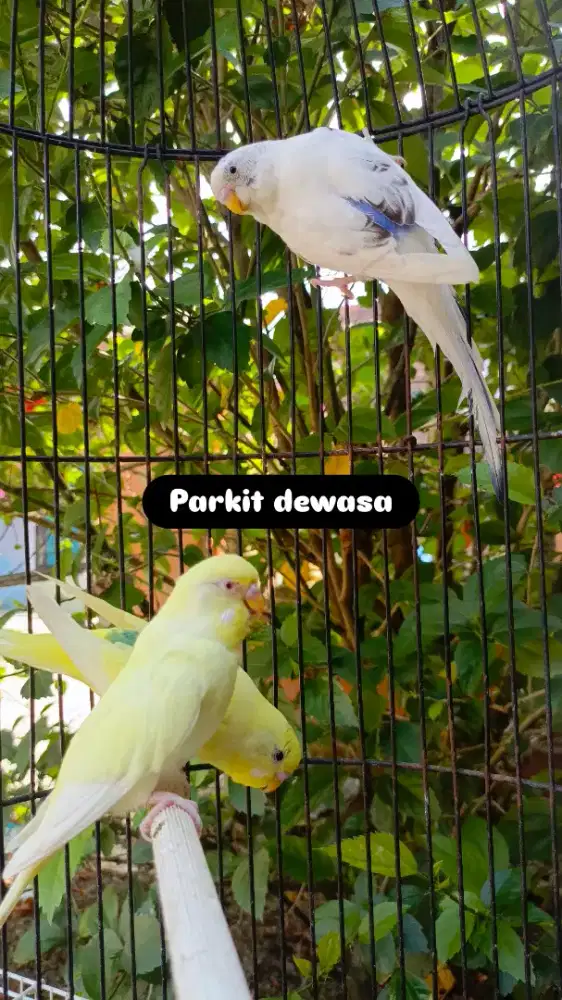 Parkit dewasa jenis kelamin unsex