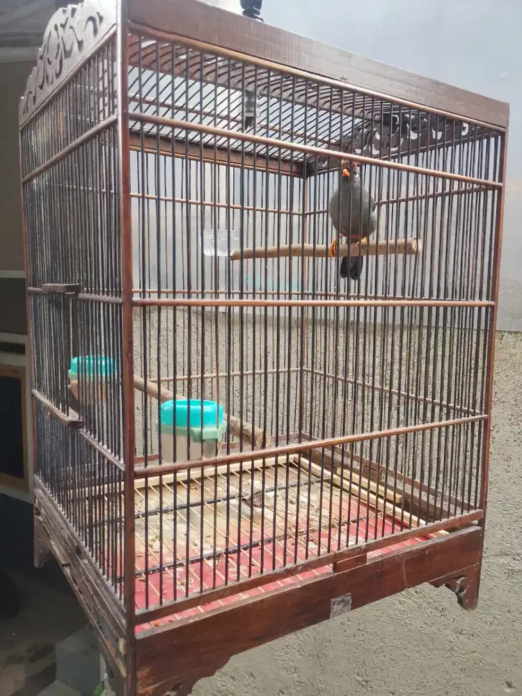 Poksay mandarin plus kurung jati semi ukiran