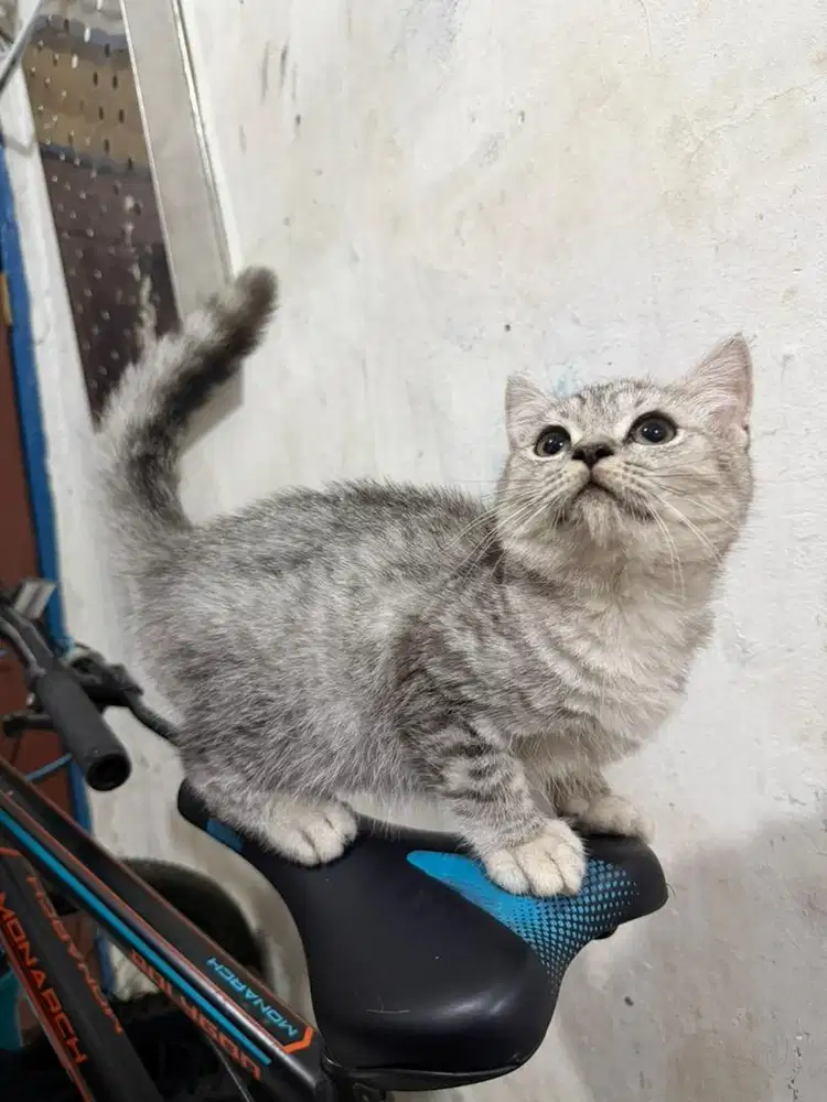 Kucing bsh silver tabby