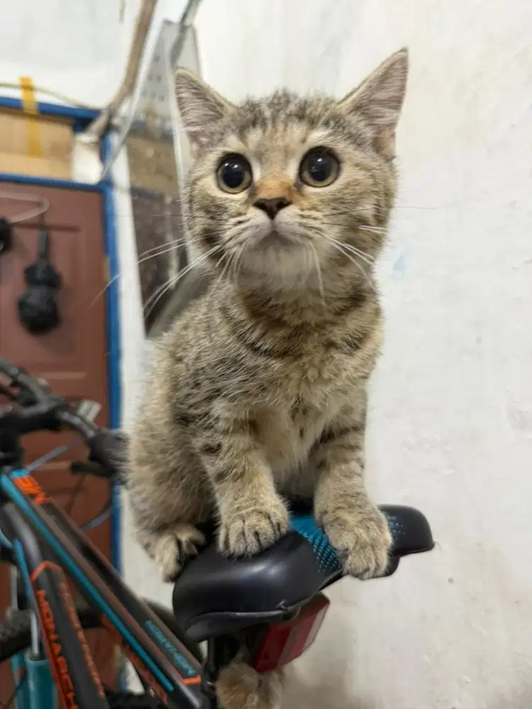 Kucing bsh tortie 3 bulan betina