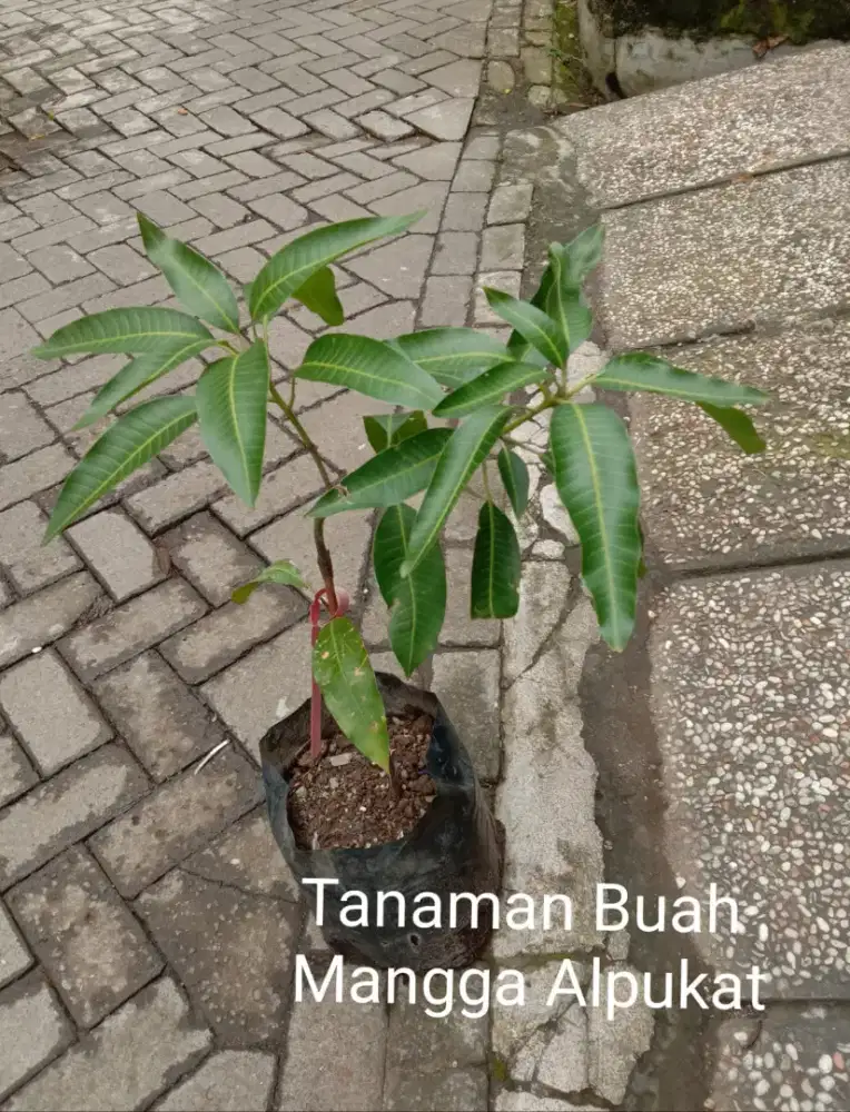 Tanaman Buah Mangga Alpukat