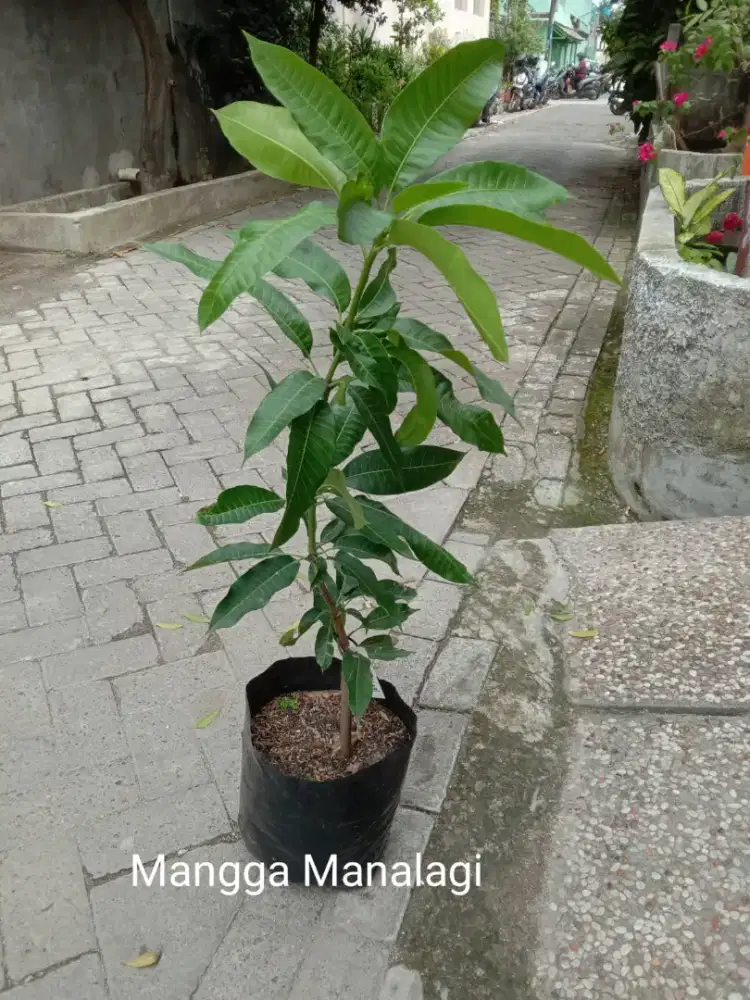 Tanaman Buah Mangga Manalagi