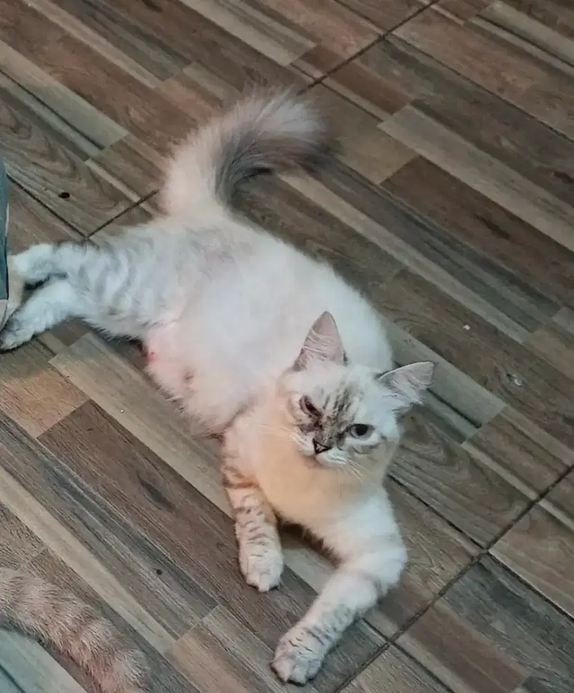 Persia Himalaya betina