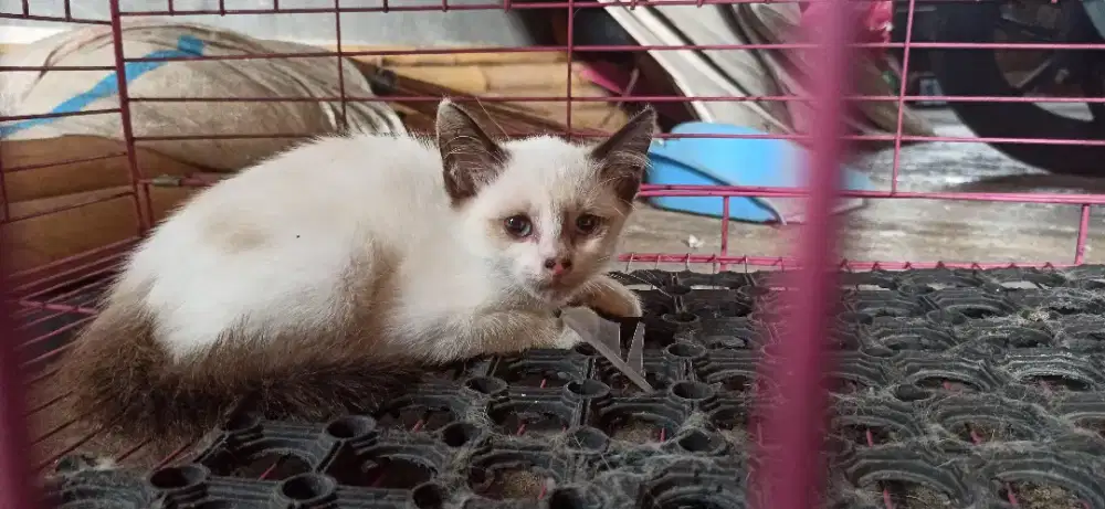 Open adopt kucing mixdome