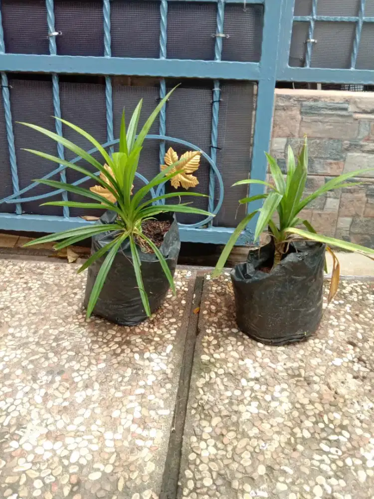 Tanaman Daun Pandan Wangi