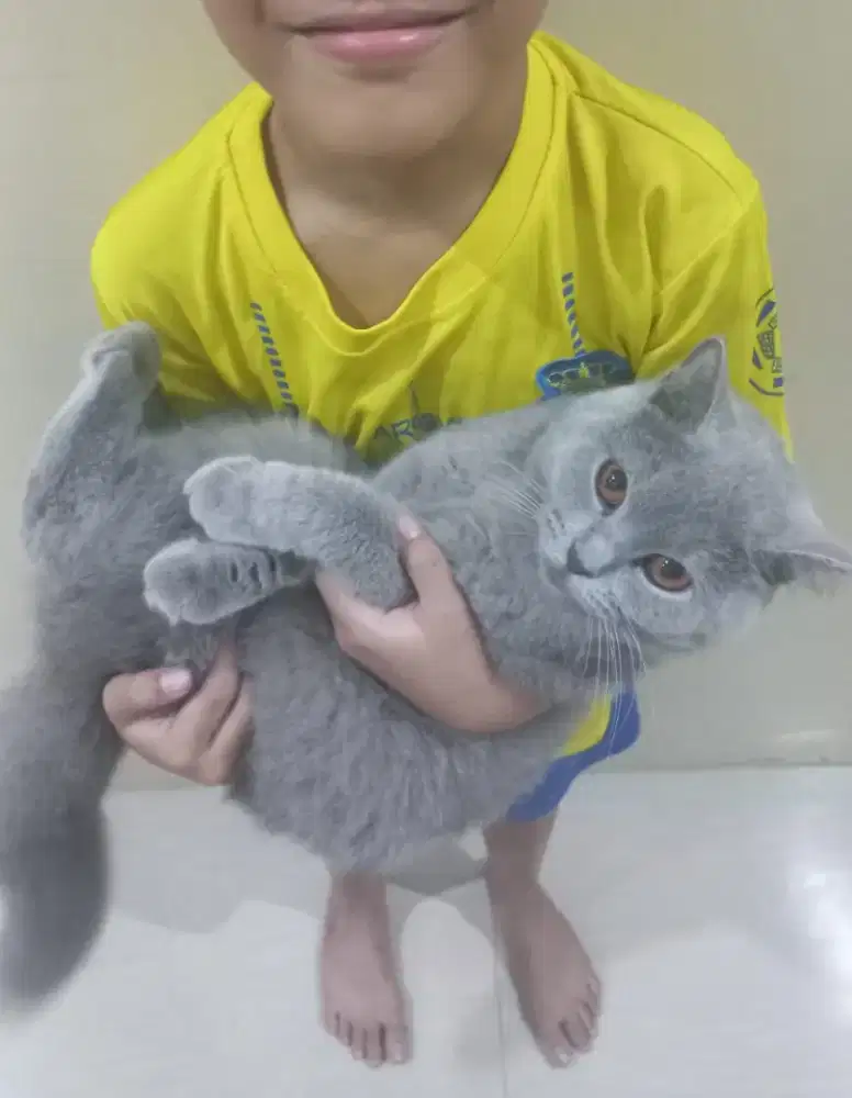 Kucing bsh british shorthair british short hair