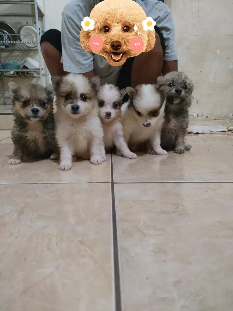 Anak anjing mini lucu minipom