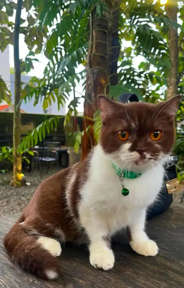 Kucing british shorthair bsh british short hair