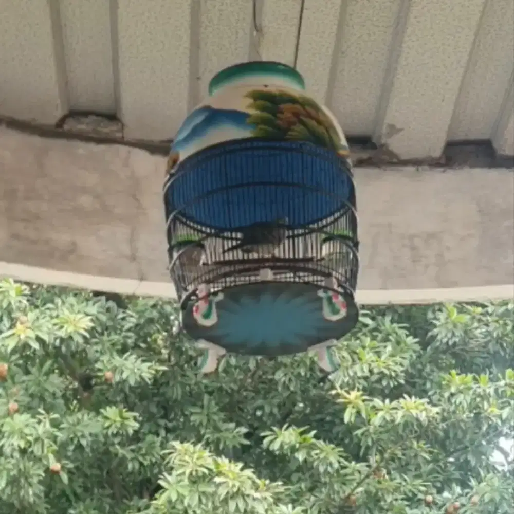 Burung Perkutut Lokal Jantan