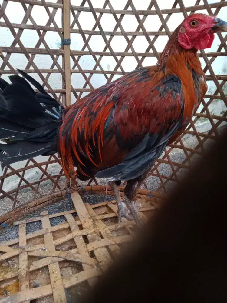 Jual ayam kancingan beeng