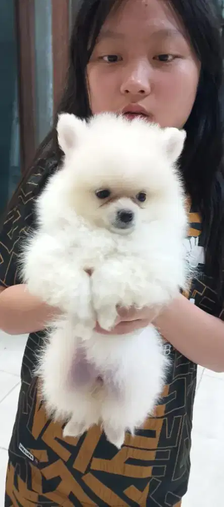 dijual anakan minipom