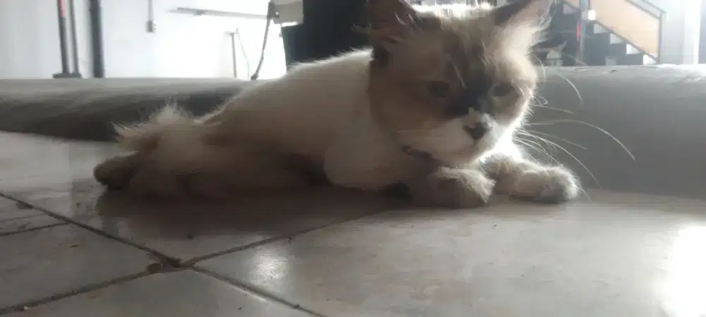 Kucing persia himalaya