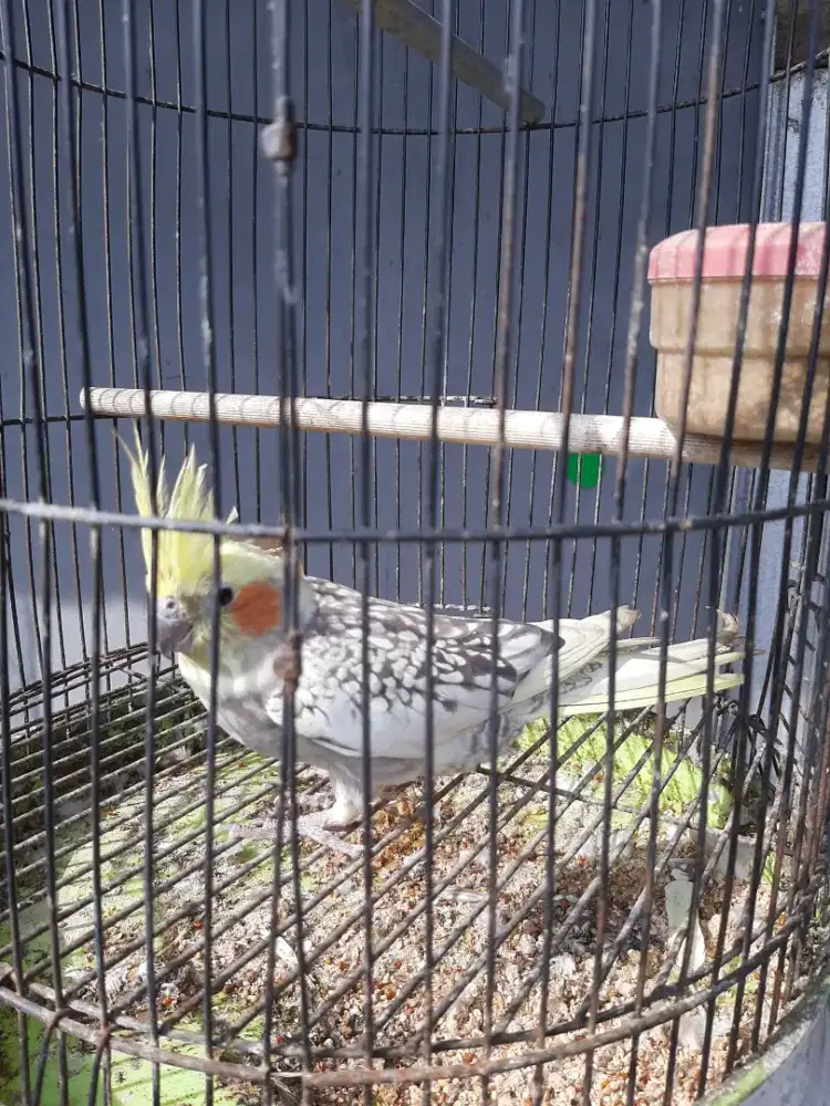 Jual burung parkit australia harga 400.000 net