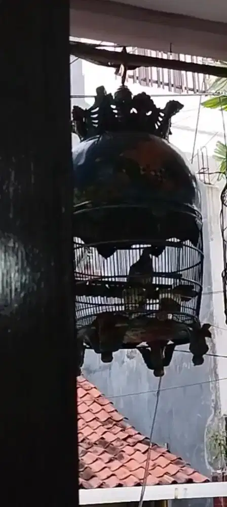 Perkutut bangkok dewasa suara senggang panjang