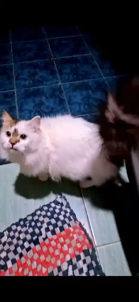 KUCING PERSIA  REGDOLL (JANTAN)