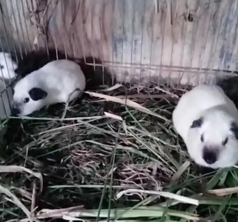 Marmut Hias Californian