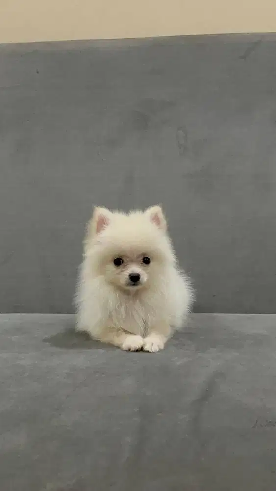 PUPPIES MINI POM BETINA