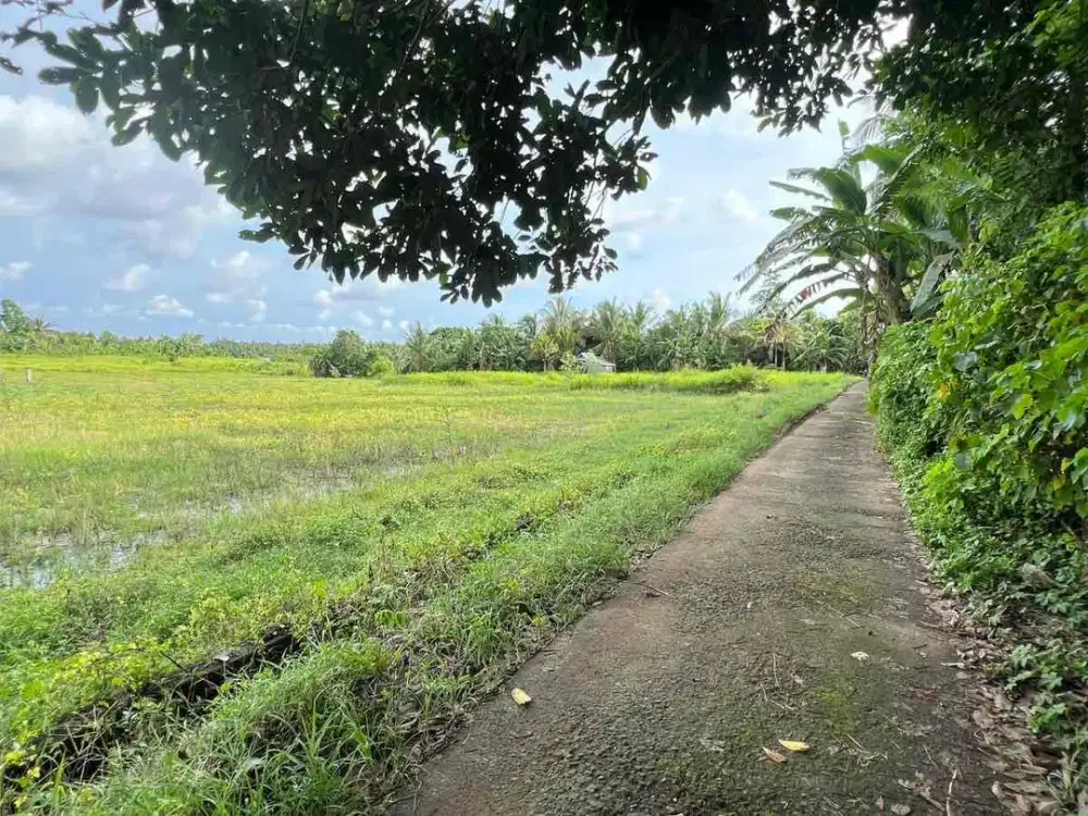 jual tanah view sawah los sungai dekat jalan besar harga murah di tabanan,bali.