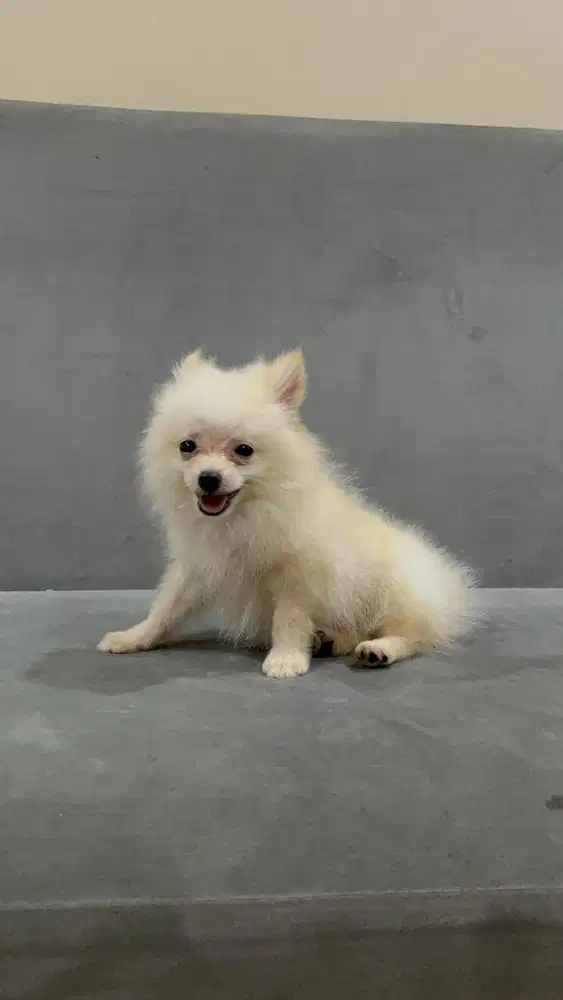 PUPPIES MINI POM JANTAN PUTIH