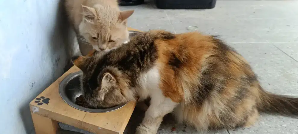 sepasang anggora persia